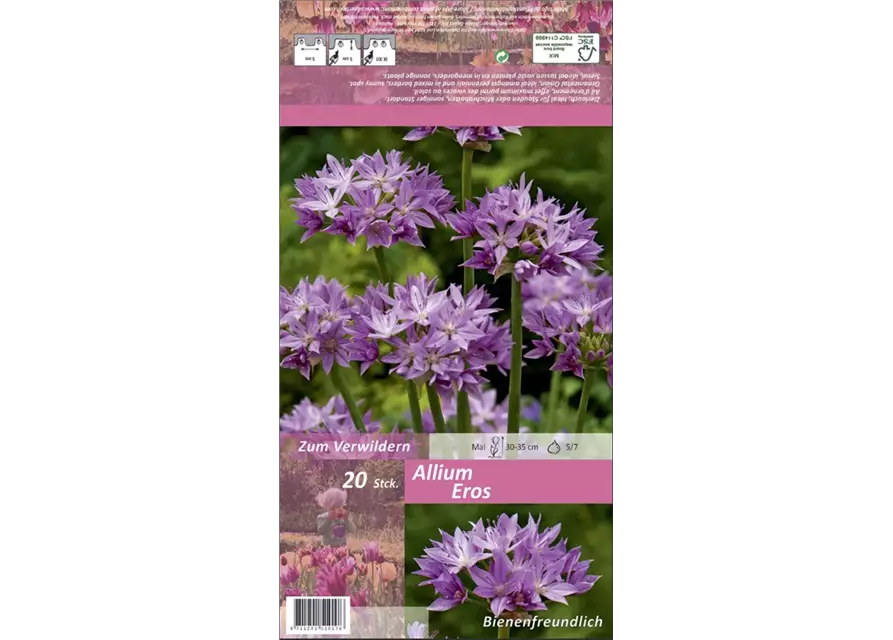 Zierlauch Allium 'Eros' violett rosa