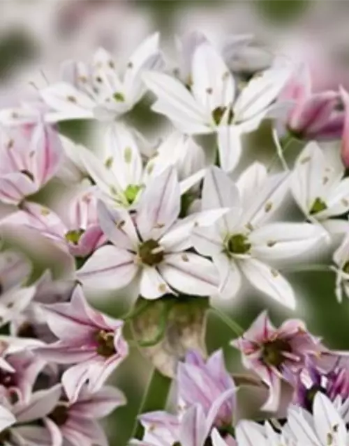 Zierlauch 'Cameleon' (Allium)