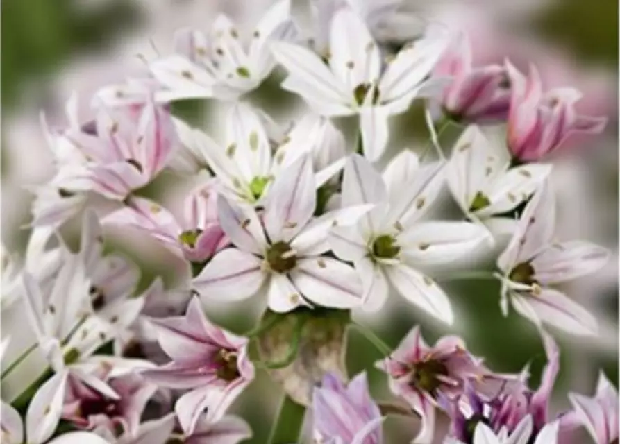 Zierlauch 'Cameleon' (Allium)