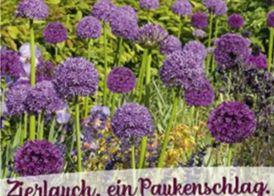 Zierlauch 'Paukenschlag'