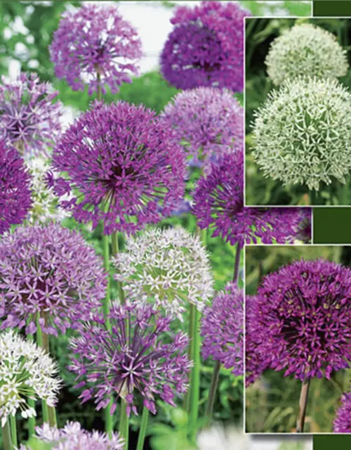 Allium-Mix 'Blütenbälle über Beeten'