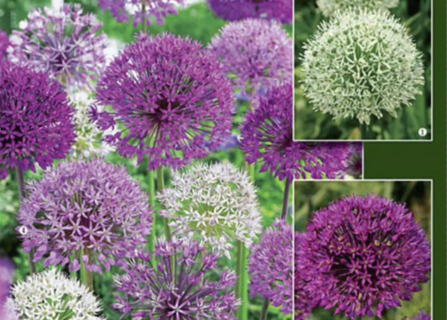 Allium-Mix 'Blütenbälle über Beeten'