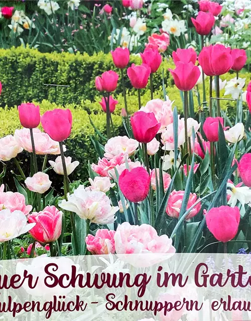 Tulpen-Mix 'Neuer Schwung im Garten'