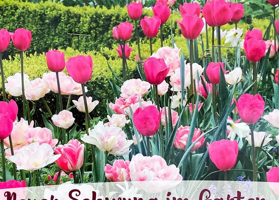 Tulpen-Mix 'Neuer Schwung im Garten'