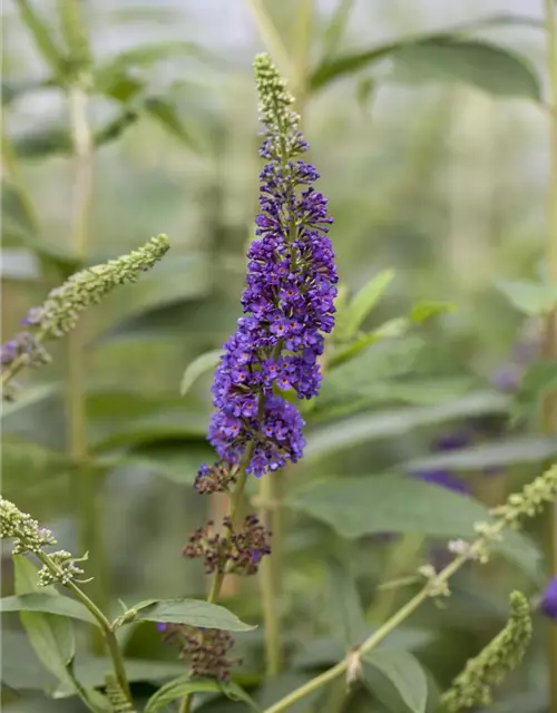 Buddleja davidii 'Empire Blue'