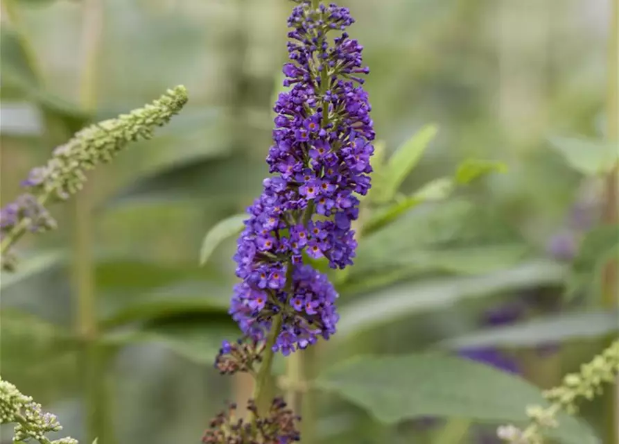 Buddleja davidii 'Empire Blue'