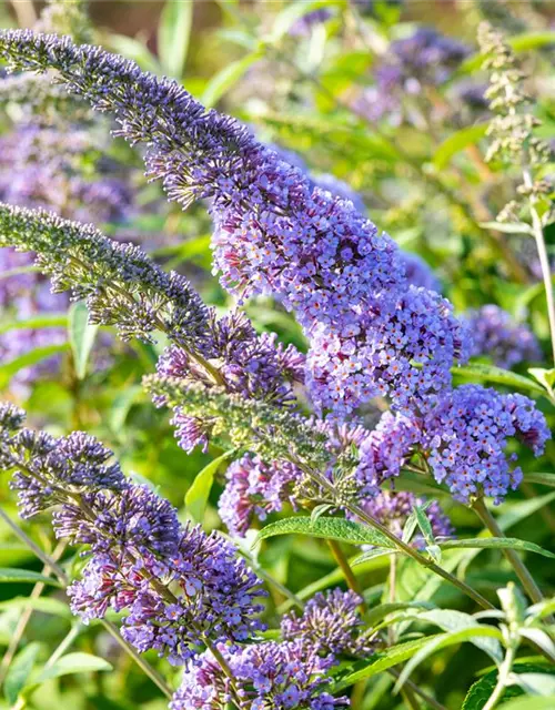 Buddleja davidii 'Empire Blue'