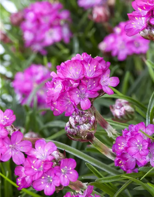 Armeria maritima