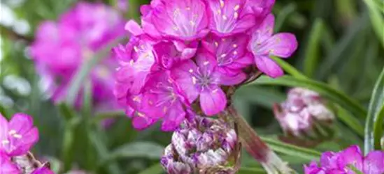 Armeria maritima