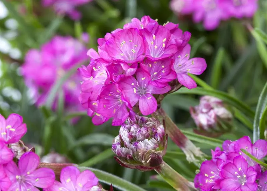 Armeria maritima