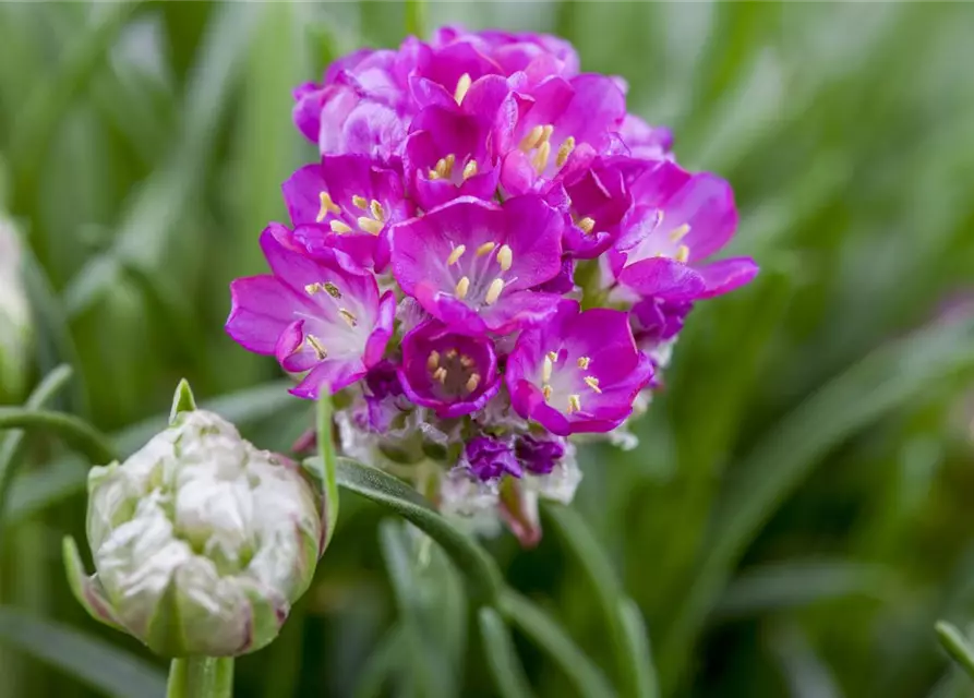 Armeria maritima