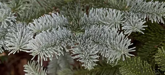 Abies procera