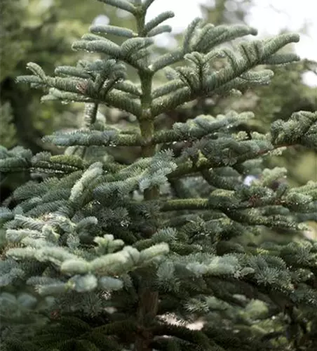 Abies concolor