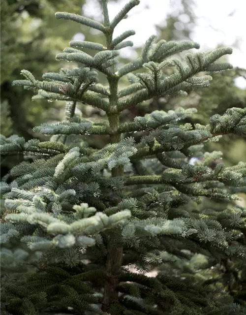 Abies concolor