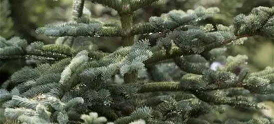 Abies concolor