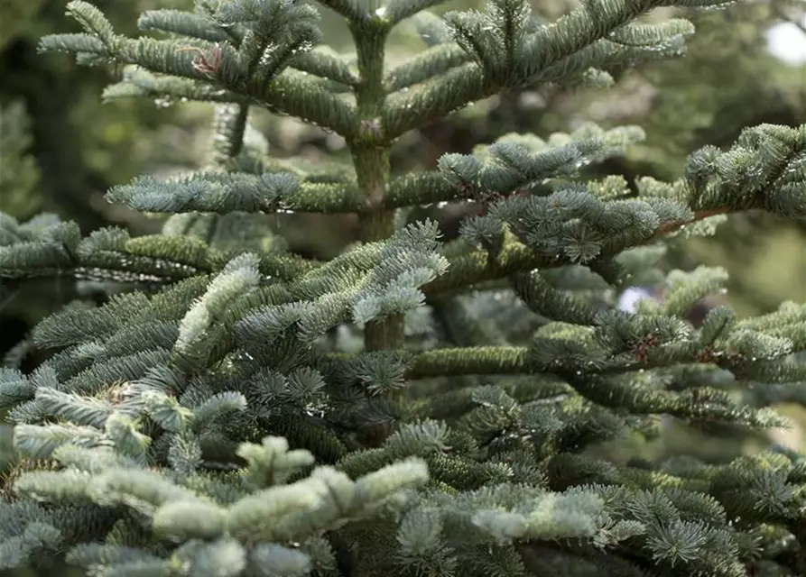 Abies concolor