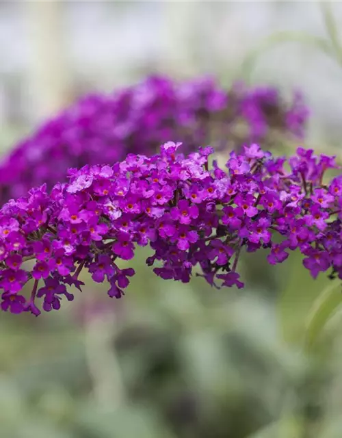 Buddleja davidii 'Royal Red'