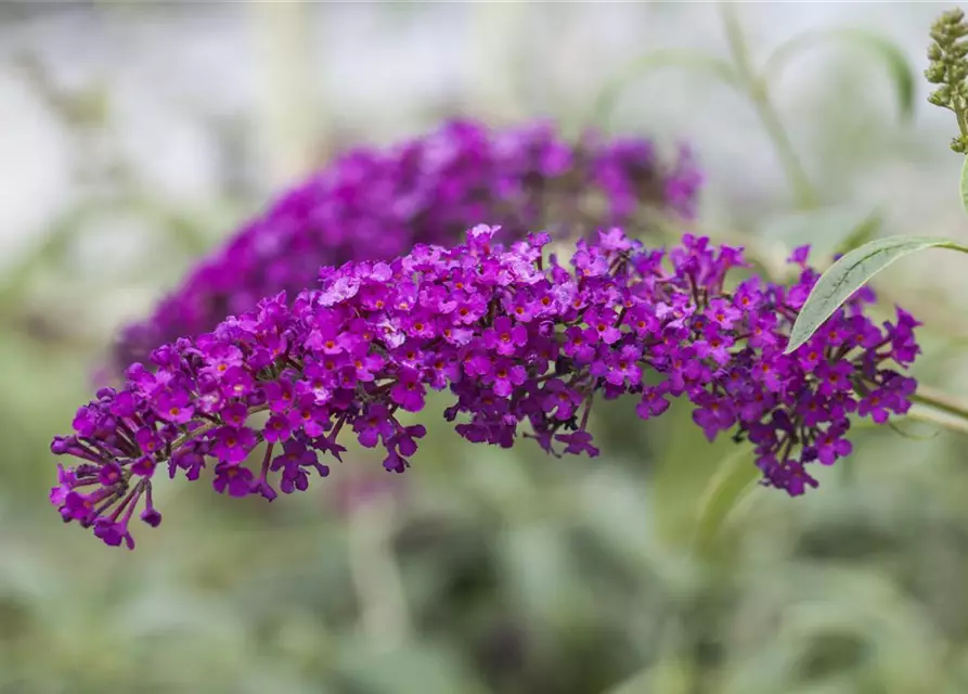 Buddleja davidii 'Royal Red'