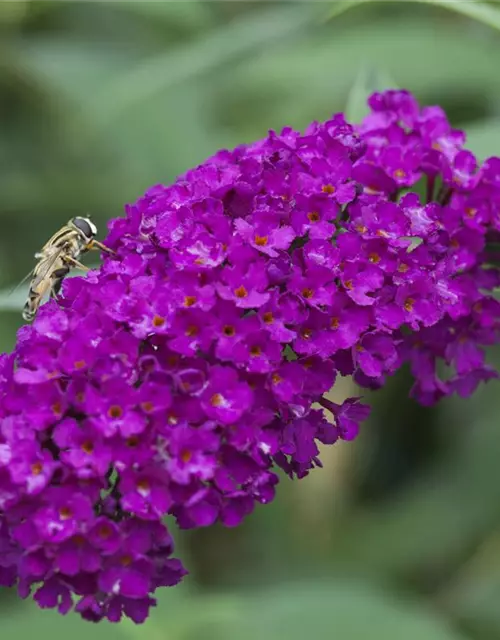 Buddleja davidii 'Royal Red'