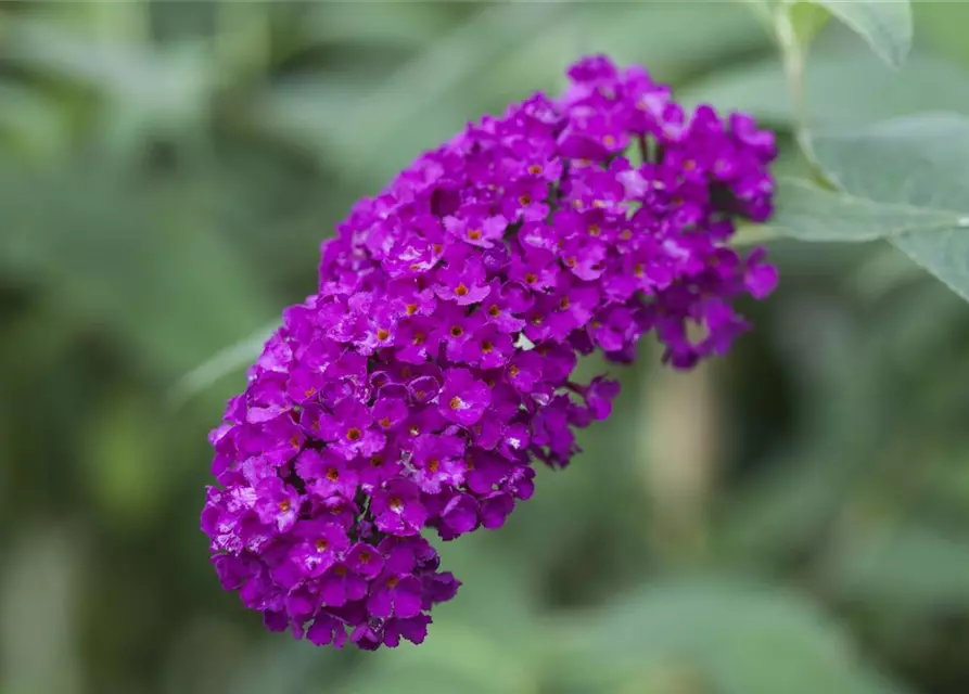 Buddleja davidii 'Royal Red'