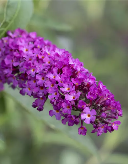 Buddleja davidii 'Royal Red'