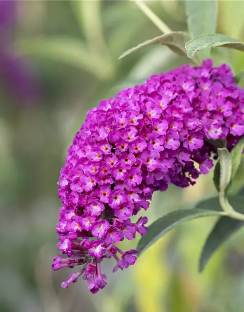 Buddleja davidii 'Royal Red'