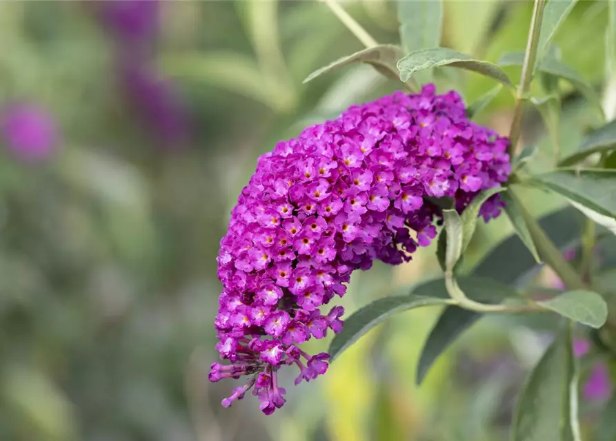 Buddleja davidii 'Royal Red'