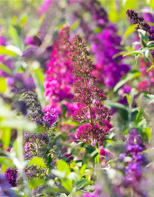 Buddleja davidii 'Royal Red'