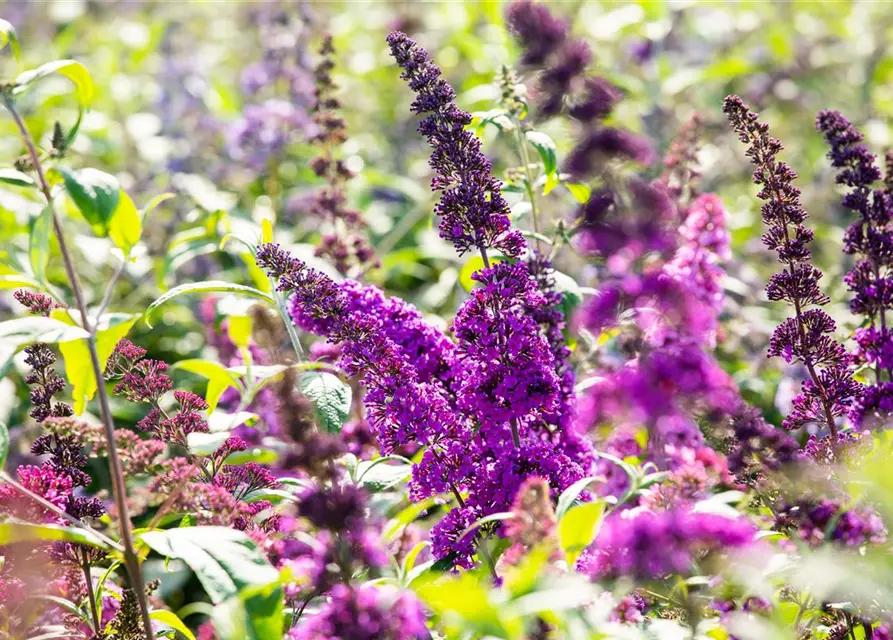 Buddleja davidii 'Royal Red'