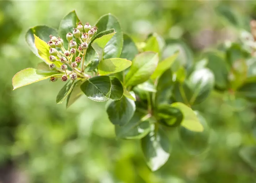 Aronia x prunifolia 'Viking'