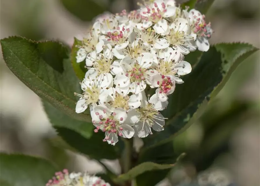 Aronia melanocarpa