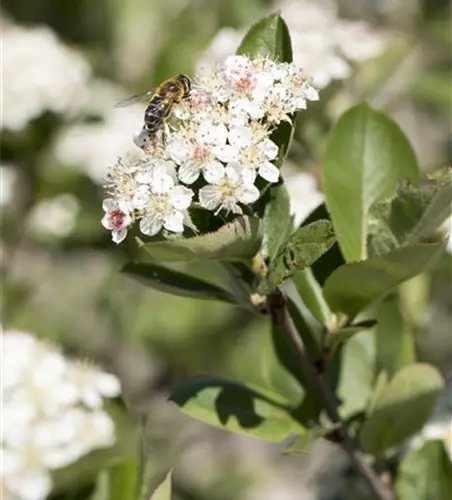 Aronia x prunifolia 'Nero'