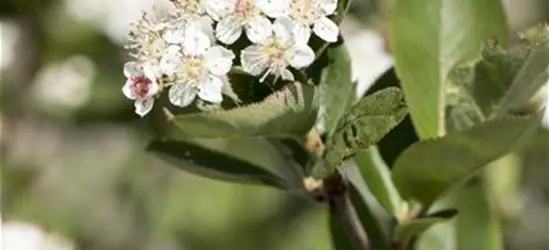 Aronia x prunifolia 'Nero'