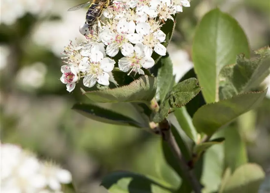 Aronia melanocarpa