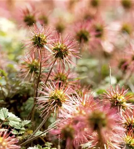 Acaena microphylla