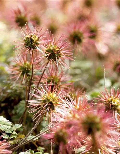 Acaena microphylla