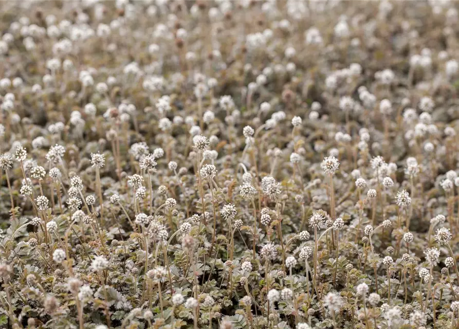 Acaena microphylla