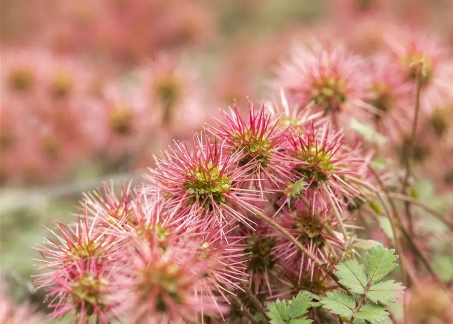 Acaena microphylla