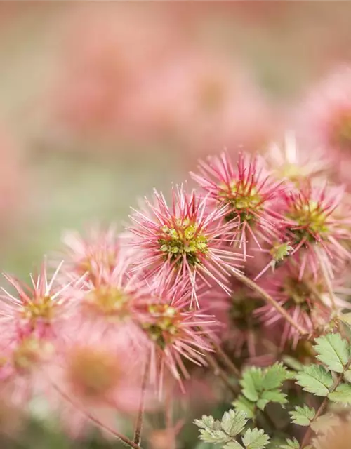 Acaena microphylla