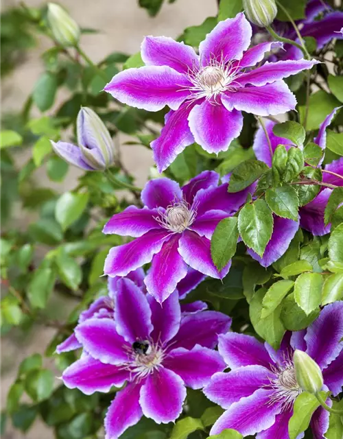 Clematis Hybride