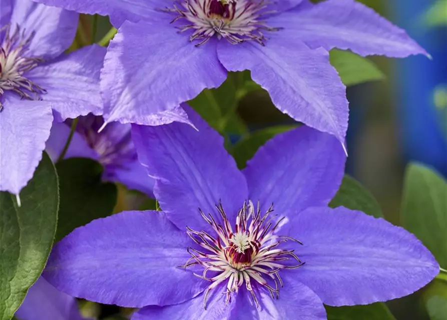 Clematis Hybride