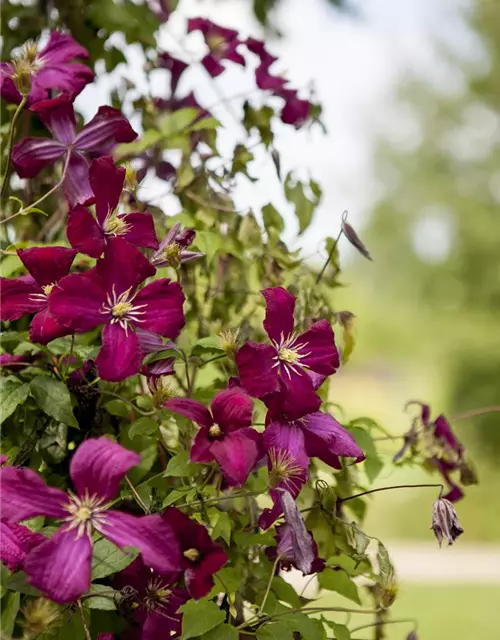 Clematis Hybride