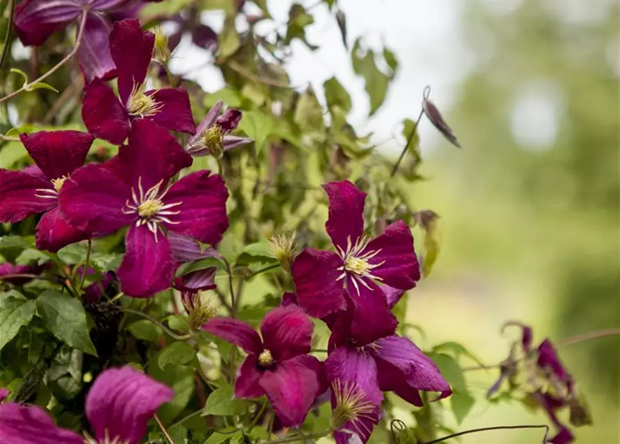 Clematis Hybride