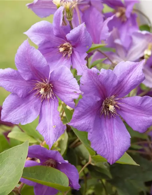 Clematis Hybride