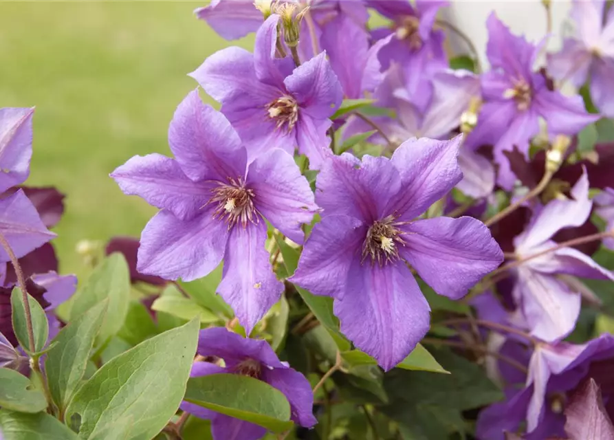 Clematis Hybride