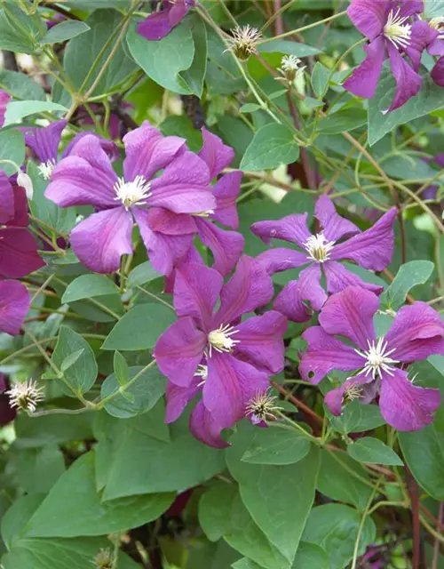 Clematis Hybride