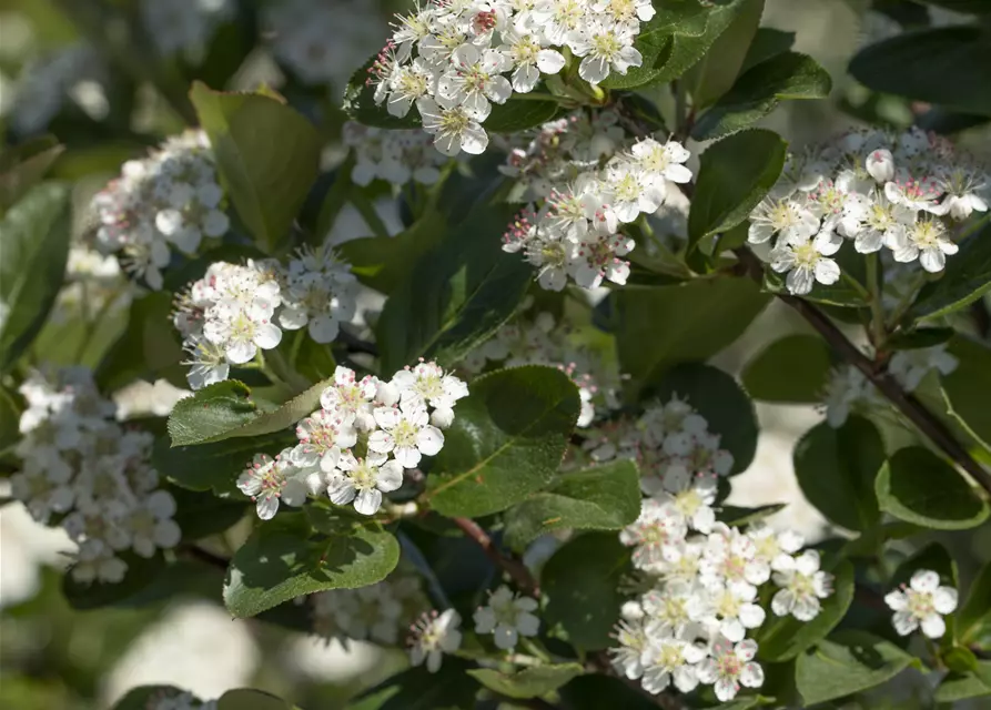 Aronia x prunifolia 'Viking'