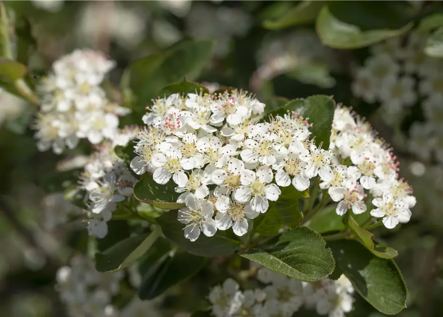 Aronia x prunifolia 'Viking'