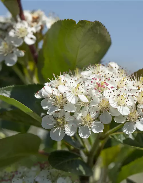 Aronia x prunifolia 'Viking'