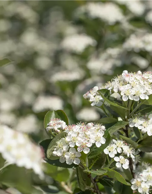 Aronia x prunifolia 'Viking'